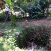ඩෙංගු මර්ධන වැඩසටහන - 2021